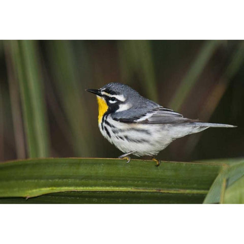 TX, South Padre Isl Male yellow-throated warbler Gold Ornate Wood Framed Art Print with Double Matting by Welling, Dave