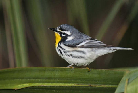 TX, South Padre Isl Male yellow-throated warbler Black Ornate Wood Framed Art Print with Double Matting by Welling, Dave