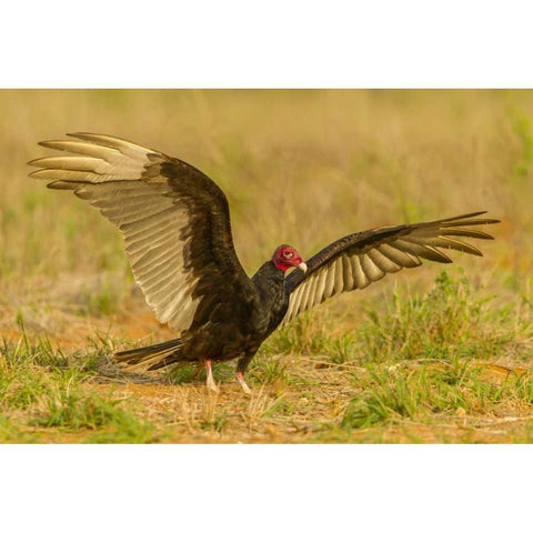Texas, Hidalgo County Turkey vulture on ground Gold Ornate Wood Framed Art Print with Double Matting by Illg, Cathy and Gordon
