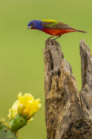 TX, Hidalgo Co, Male painted bunting on stump White Modern Wood Framed Art Print with Double Matting by Illg, Cathy and Gordon