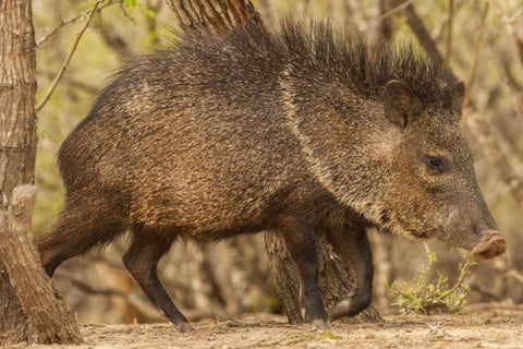 Texas, Hidalgo Co Close up of a Javelina White Modern Wood Framed Art Print with Double Matting by Illg, Cathy and Gordon