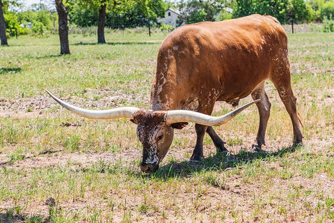 Marble Falls-Texas-USA-Longhorn cattle in the Texas Hill Country Black Ornate Wood Framed Art Print with Double Matting by Wilson, Emily M.