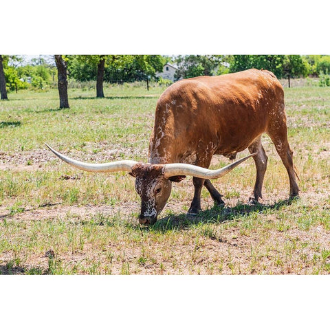 Marble Falls-Texas-USA-Longhorn cattle in the Texas Hill Country Black Modern Wood Framed Art Print by Wilson, Emily M.