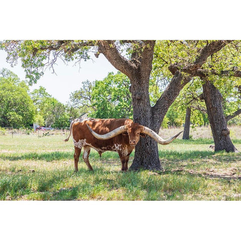 Marble Falls-Texas-USA-Longhorn cattle in the Texas Hill Country Black Modern Wood Framed Art Print by Wilson, Emily M.