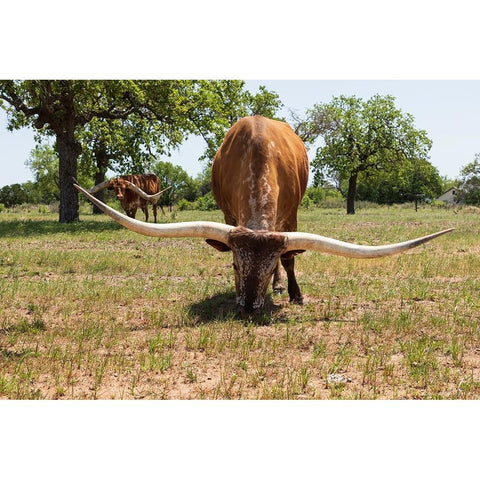 Marble Falls-Texas-USA-Longhorn cattle in the Texas Hill Country Black Modern Wood Framed Art Print by Wilson, Emily M.