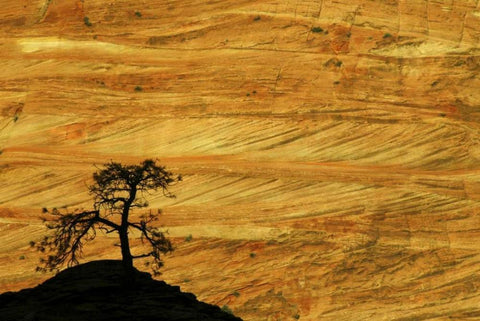 UT, Zion NP The silhouette of a small tree White Modern Wood Framed Art Print with Double Matting by Kaveney, Wendy