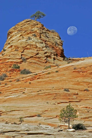 UT, Zion NP Moonset on rock formation White Modern Wood Framed Art Print with Double Matting by Illg, Cathy and Gordon