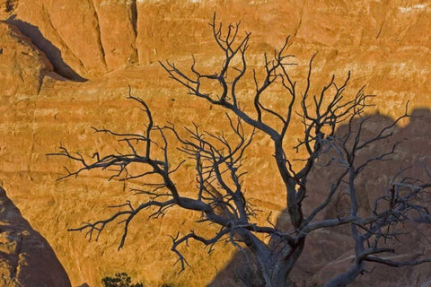 UT, Arches NP Juniper tree skeleton at sunset White Modern Wood Framed Art Print with Double Matting by Illg, Cathy and Gordon