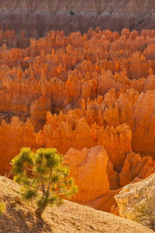 USA, Utah, Bryce Canyon NP White Modern Wood Framed Art Print with Double Matting by Illg, Cathy and Gordon