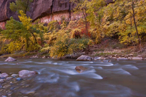 USA, Utah, Zion NP Autumn on the Virgin River White Modern Wood Framed Art Print with Double Matting by Illg, Cathy and Gordon