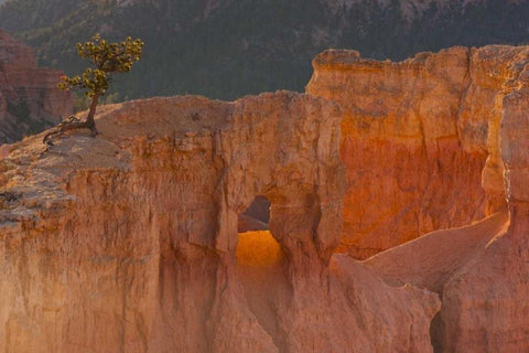 Utah, Bryce Canyon Tree in rock formation White Modern Wood Framed Art Print with Double Matting by Illg, Cathy and Gordon