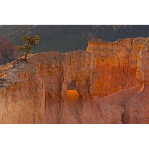 Utah, Bryce Canyon Tree in rock formation Gold Ornate Wood Framed Art Print with Double Matting by Illg, Cathy and Gordon
