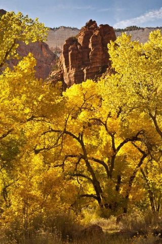 UT, Zion NP Autumn cottonwood and rock formation White Modern Wood Framed Art Print with Double Matting by Illg, Cathy and Gordon