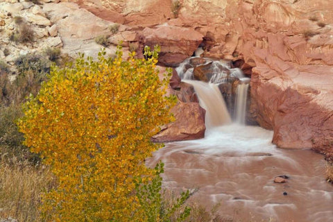 UT, Capitol Reef NP Waterfall on Fremont River White Modern Wood Framed Art Print with Double Matting by Illg, Cathy and Gordon