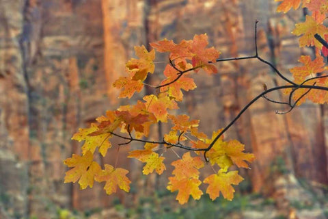 UT, Zion NP Autumn-colored maple leaves White Modern Wood Framed Art Print with Double Matting by Illg, Cathy and Gordon