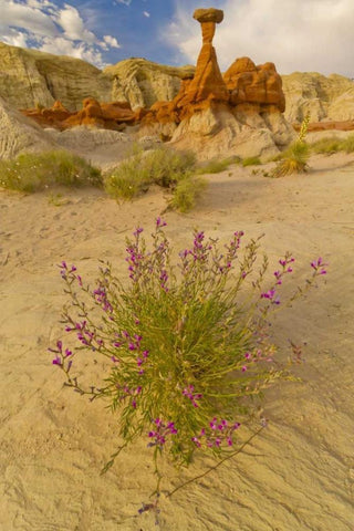 UT, Grand Staircase Escalante NM Flowers scenic White Modern Wood Framed Art Print with Double Matting by Illg, Cathy and Gordon
