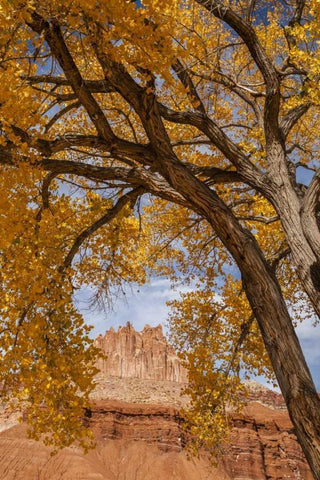 UT, Capitol Reef The Castle rock formation White Modern Wood Framed Art Print with Double Matting by Illg, Cathy and Gordon