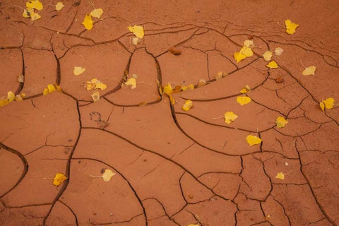 Utah, Capitol Reef Cracked mud and fall leaves White Modern Wood Framed Art Print with Double Matting by Illg, Cathy and Gordon