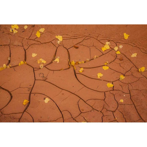 Utah, Capitol Reef Cracked mud and fall leaves Gold Ornate Wood Framed Art Print with Double Matting by Illg, Cathy and Gordon
