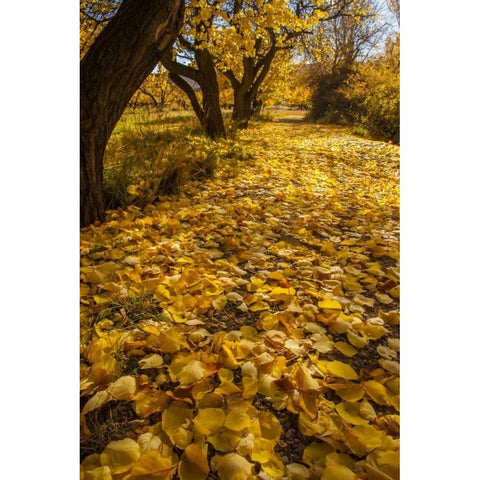 UT, Capitol Reef Fremont River Trail in autumn White Modern Wood Framed Art Print by Illg, Cathy and Gordon
