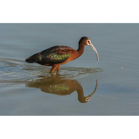Utah, Bear River NWR White-faced ibis feeding White Modern Wood Framed Art Print by Illg, Cathy and Gordon
