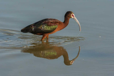 Utah, Bear River NWR White-faced ibis feeding White Modern Wood Framed Art Print with Double Matting by Illg, Cathy and Gordon