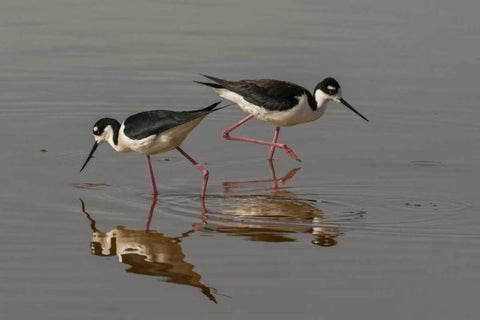 Utah, Bear River NWR Black-necked stilts feeding White Modern Wood Framed Art Print with Double Matting by Illg, Cathy and Gordon