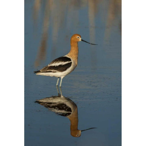 Utah, Bear River NWR American avocet wading Black Modern Wood Framed Art Print with Double Matting by Illg, Cathy and Gordon