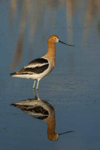Utah, Bear River NWR American avocet wading White Modern Wood Framed Art Print with Double Matting by Illg, Cathy and Gordon