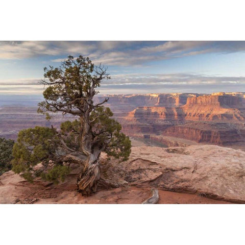 UT, Dead Horse Point SP Juniper and canyon White Modern Wood Framed Art Print by Illg, Cathy and Gordon