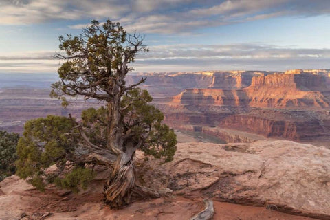 UT, Dead Horse Point SP Juniper and canyon Black Ornate Wood Framed Art Print with Double Matting by Illg, Cathy and Gordon