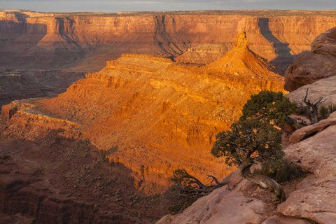 Utah, Dead Horse Point SP Sunrise on canyon Black Ornate Wood Framed Art Print with Double Matting by Illg, Cathy and Gordon