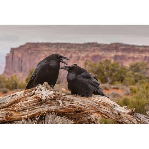 USA, Utah, Canyonlands NP Pair of ravens on log Black Modern Wood Framed Art Print with Double Matting by Illg, Cathy and Gordon