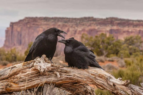 USA, Utah, Canyonlands NP Pair of ravens on log Black Ornate Wood Framed Art Print with Double Matting by Illg, Cathy and Gordon