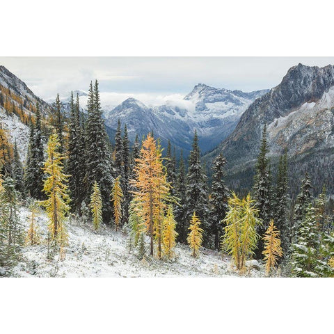Larches displaying golden autumn color after fresh snowfall at Cutthroat Pass White Modern Wood Framed Art Print by Majchrowicz, Alan