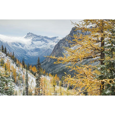 Larches displaying golden autumn color after fresh snowfall at Cutthroat Pass White Modern Wood Framed Art Print by Majchrowicz, Alan