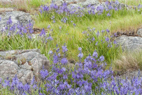 WA, Yellow Island Flowers surround boulders White Modern Wood Framed Art Print with Double Matting by Paulson, Don