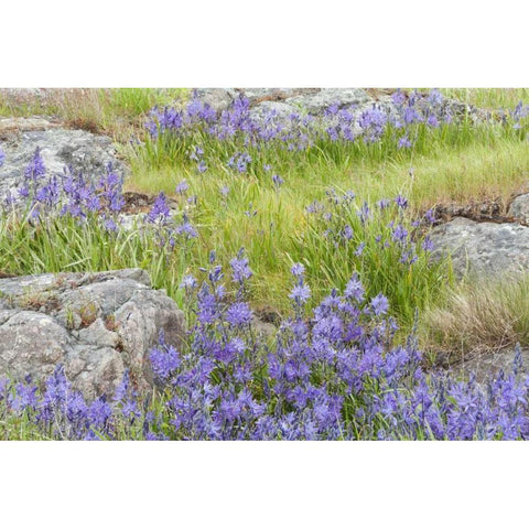 WA, Yellow Island Flowers surround boulders Gold Ornate Wood Framed Art Print with Double Matting by Paulson, Don
