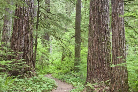 Washington, Olympic NF Trail through the forest White Modern Wood Framed Art Print with Double Matting by Paulson, Don