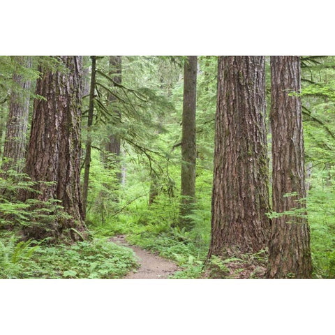 Washington, Olympic NF Trail through the forest Black Modern Wood Framed Art Print with Double Matting by Paulson, Don