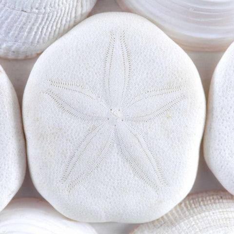 Washington Sea shells and sand dollar White Modern Wood Framed Art Print with Double Matting by Paulson, Don