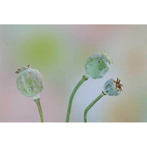 Washington Colorful poppy seed heads on stems White Modern Wood Framed Art Print by Paulson, Don