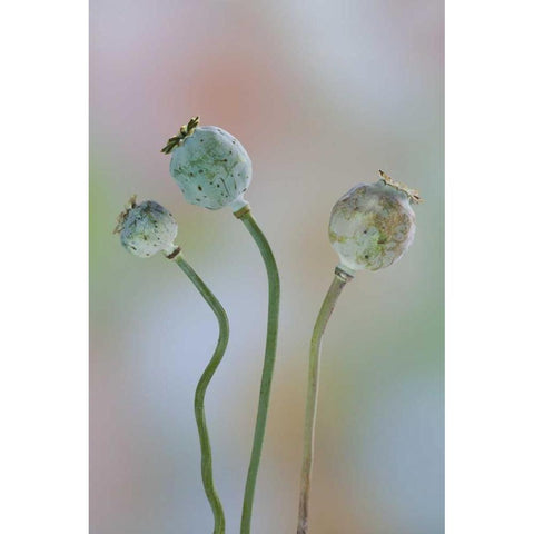 Washington Colorful poppy seed heads on stems Gold Ornate Wood Framed Art Print with Double Matting by Paulson, Don