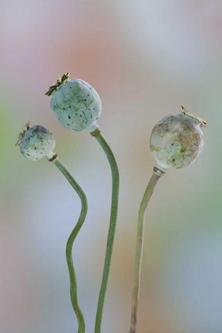 Washington Colorful poppy seed heads on stems Black Ornate Wood Framed Art Print with Double Matting by Paulson, Don