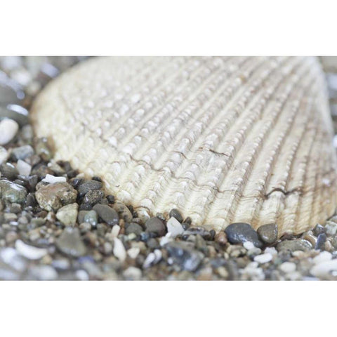 Washington, Seabeck Cockle shell in Hood Canal White Modern Wood Framed Art Print by Paulson, Don