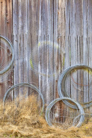 WA, Silverdale Wire coiled on barn wall White Modern Wood Framed Art Print with Double Matting by Paulson, Don