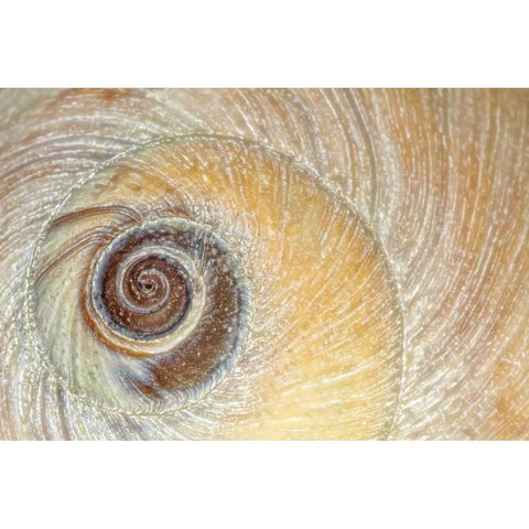 Washington, Seabeck Close-up of moon snail shell White Modern Wood Framed Art Print by Paulson, Don