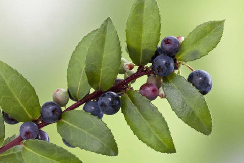 WA, Seabeck Evergreen huckleberry plant White Modern Wood Framed Art Print with Double Matting by Paulson, Don