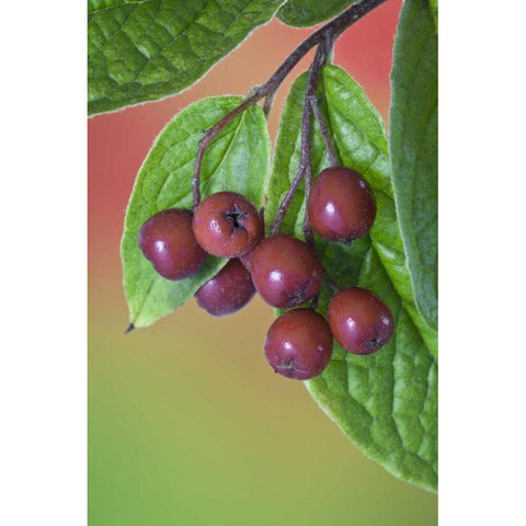 Washington Cotoneaster berries on the vine Black Modern Wood Framed Art Print by Paulson, Don