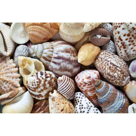 Washington Close-up of collection of sea shells Gold Ornate Wood Framed Art Print with Double Matting by Paulson, Don